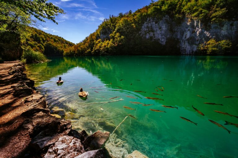 Crystal clear water with fish - Plitvice Lakes National Park - Plitvice Jezara, Croatia